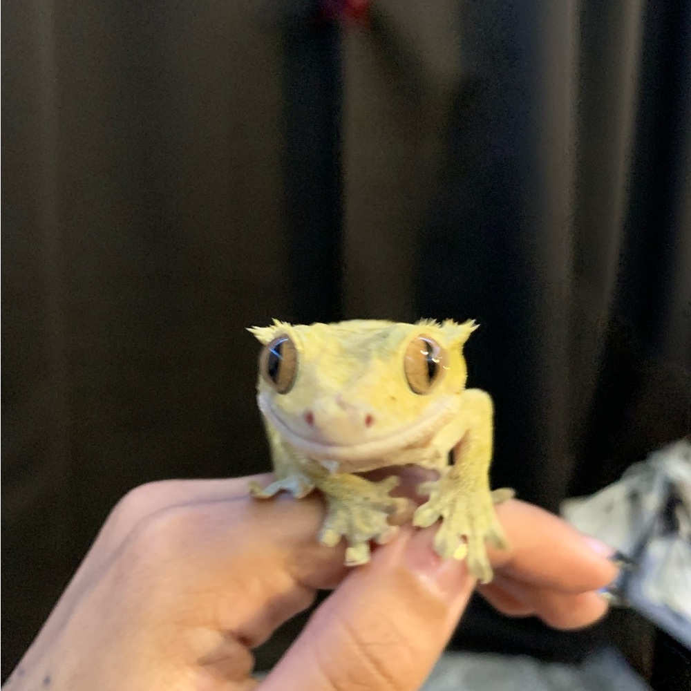 Meet your Posher, Lily